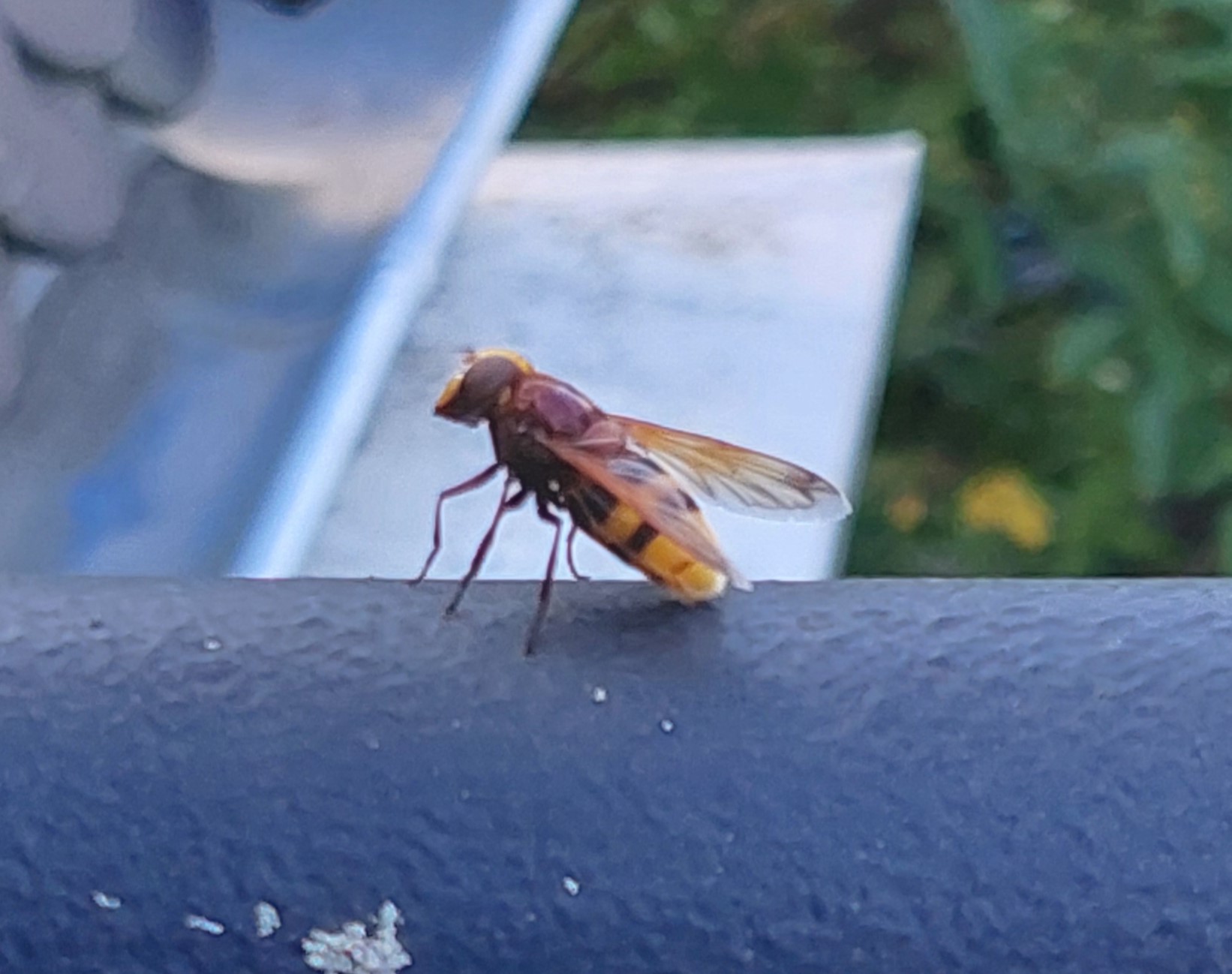 Schwebfliegen