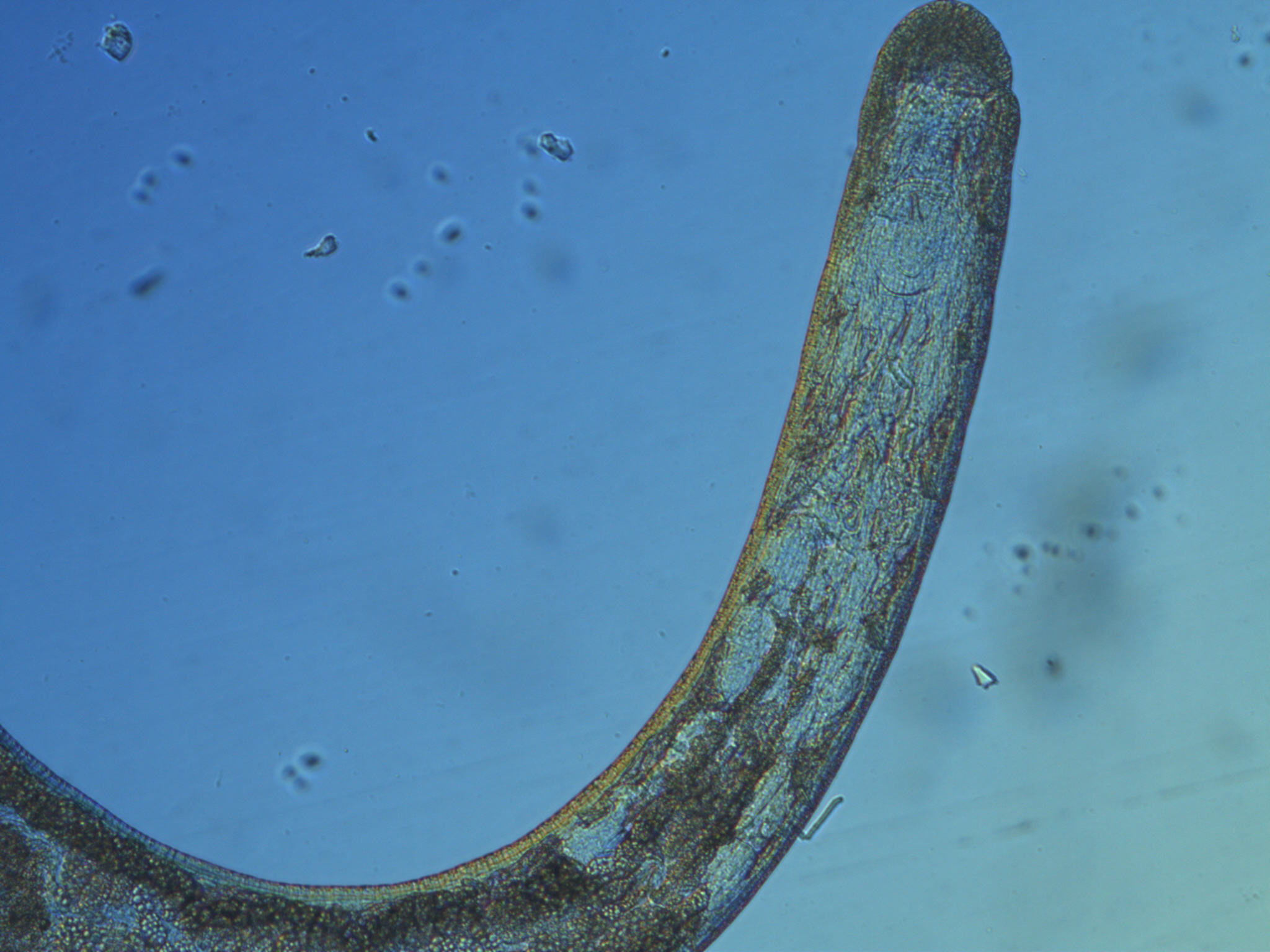 Potworms